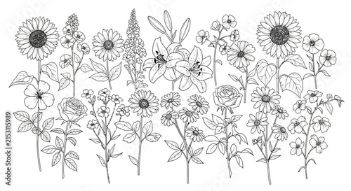 Variety of flowers in black and white line drawing on white background with collection different flowers drawing style plain illustration sunflowers