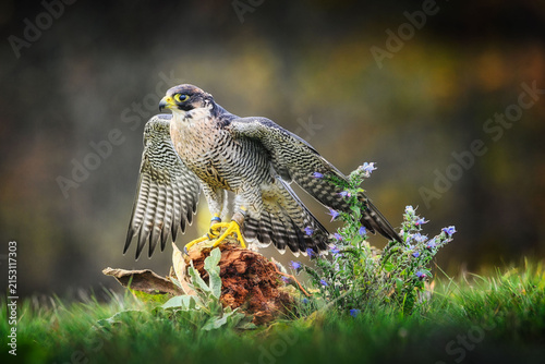 Konstfotografi Peregrine Falcon - Falco peregrinus in the grass with spread wings