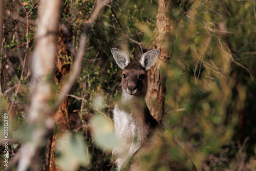Western grey kangaroo standing in native Australian bushland by warm sunset light