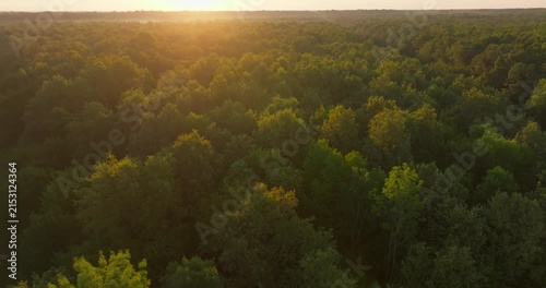 Aerial View of Pedunculate Oak Forest at Sunrise, Croatia