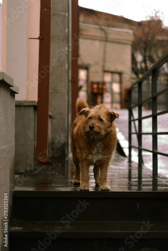 Foto Brown street dog standing on a narrow street in Tbilisi, Georgia