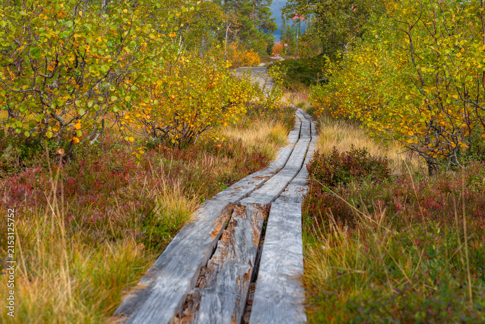 Fototapeta premium wooden hiking trail following a skiddo track crossing the forest at the edge of autumn in sweden