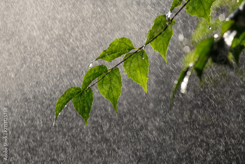 Summer rain and a branch