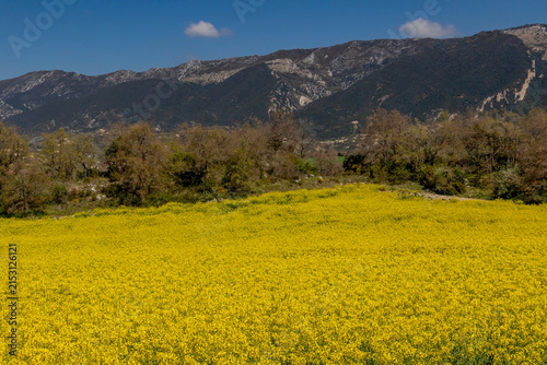 yellow rapeseed field
