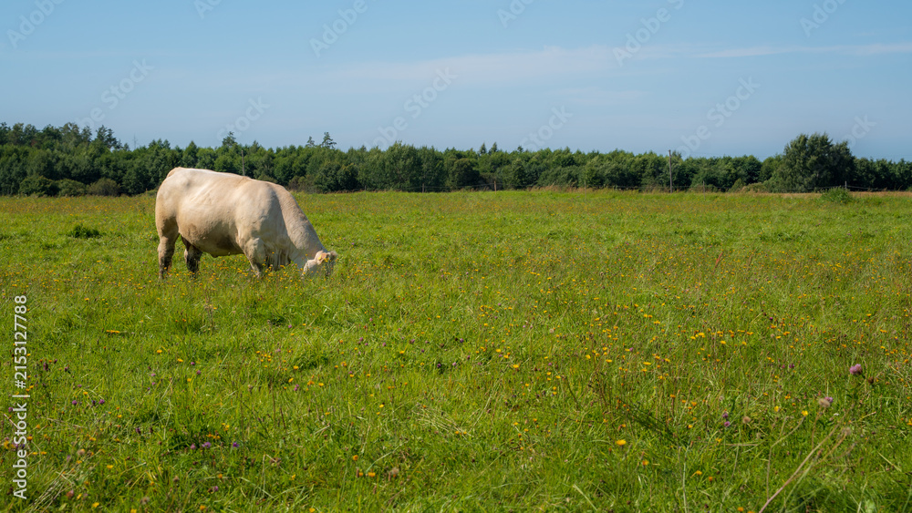 Fototapeta premium White beef cow grazing alone in a green wildflower pasture on a sunny summer day