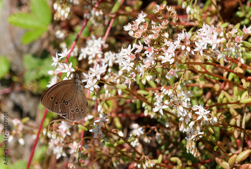 фотографія Aphantopus hyperantus the ringlet butterfly sitting on sedum album blossom
