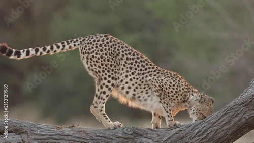  A cheetah sniffing on top of a dead tree