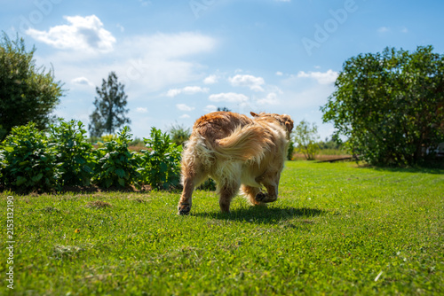 Golden Retriever Walking Away Across a Sunny Green Lawn in a Rural Summer Garden
