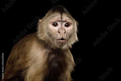 Photography Capuchin monkey portrait with surprised expression isolated on black background