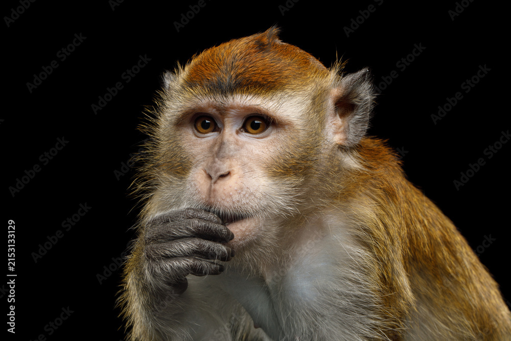 Obraz premium Crab-eating macaque thinking with hand near mouth looking worried resembling human expression isolated on black background