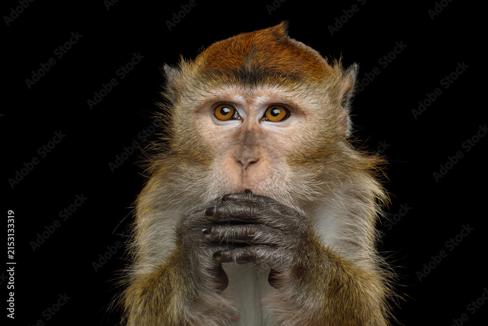 Obraz premium Crab-eating macaque with both hands near mouth appearing to think and worry isolated on black background