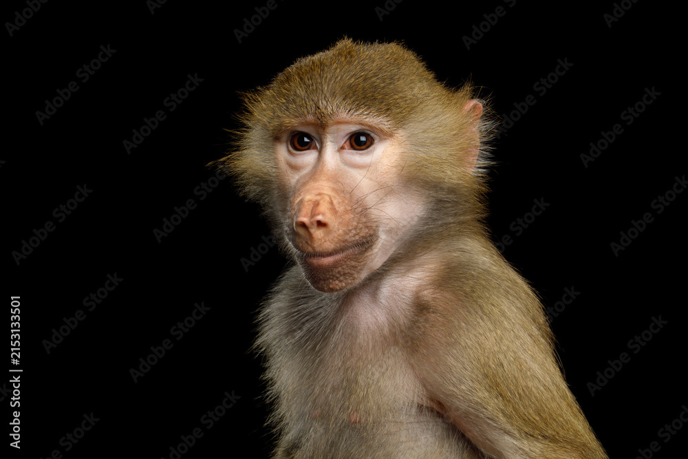 Fototapeta premium Hamadryas baboon with human-like expression shown in three-quarter turn isolated on black background