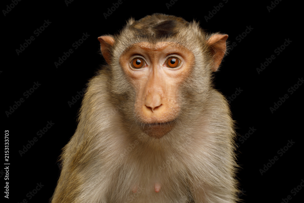 Fototapeta premium Pig-tailed macaque with comical and funny surprised expression isolated on black background