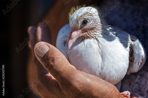 A nestling of white pigeons in the man's hand. Columbidae is a bird family consisting of doves and pigeons. Columbiformes is one of the most diverse non-passerine clades of neoavians.