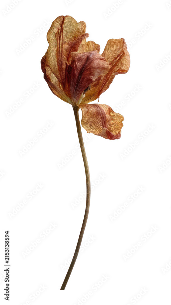 Fototapeta premium PNG Elegant dried tulip art