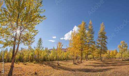 Golden autumn, indian summer, poplar forest and picturesque edge against the blue sky, evening light, shining sun
