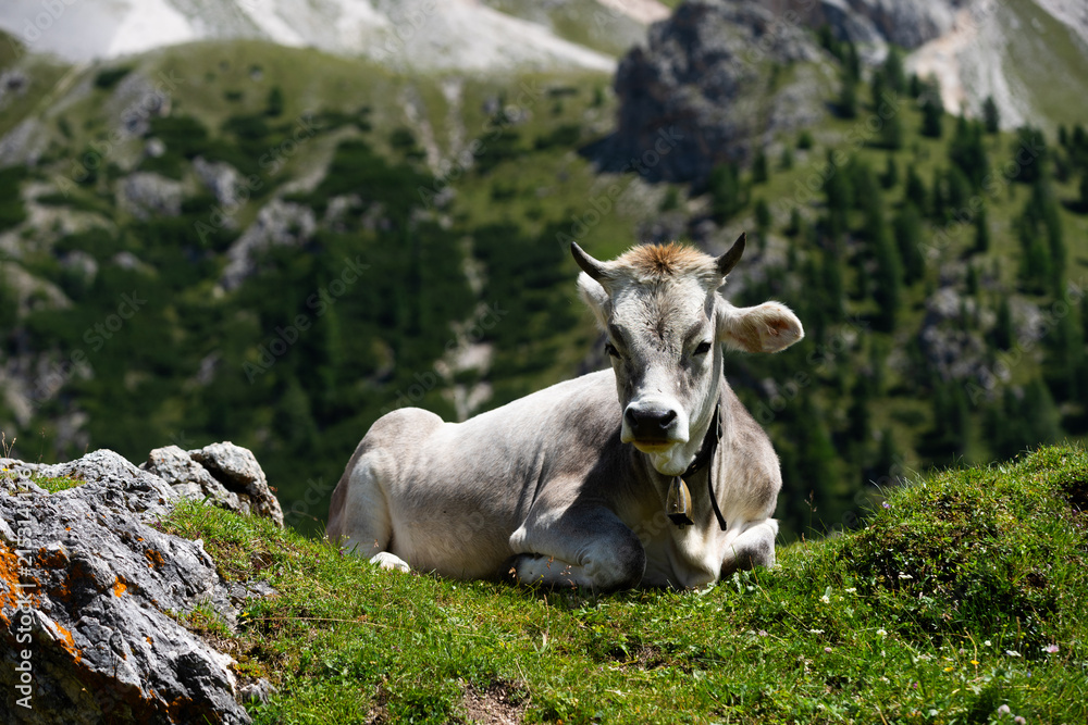 Obraz premium Beautiful idyllic alpine landscape with cows, Alps mountains and countryside in summer