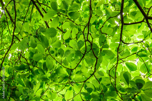 Foto Close-up of a Verdant Broadleaf Tree Canopy and Branches