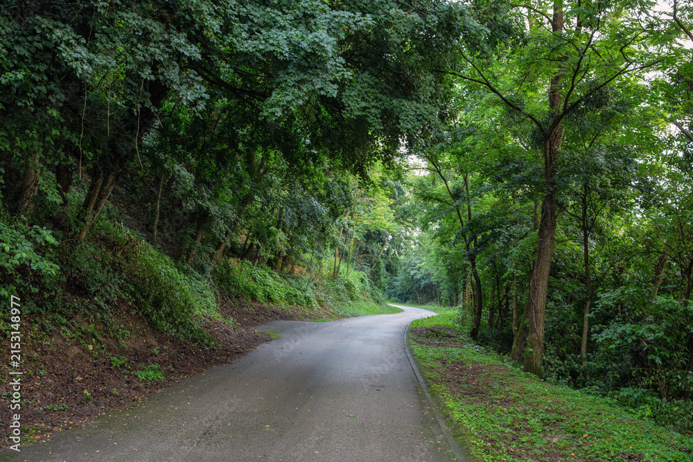 Fototapeta premium Winding road through lush green forest in Hungary.