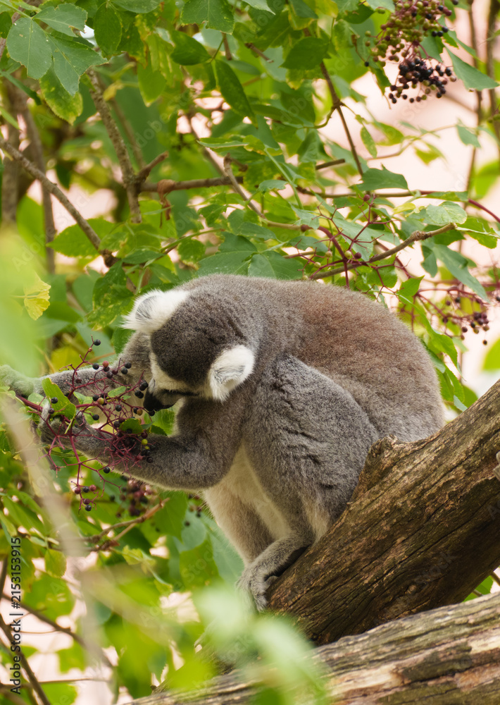 Fototapeta premium Lemur eating berries representing feeding behavior and food searching in arboreal mammals.