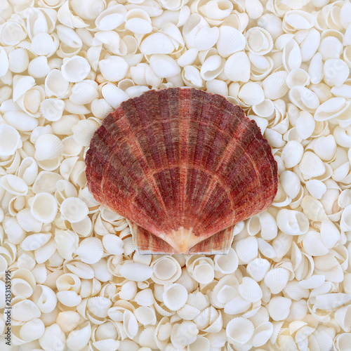 фотографія Scallop, white cockleshells abstract background