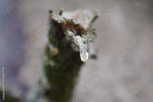 Obraz na płótnie Macro photography of single crystal pine resin drop leaking from vertical tree b
