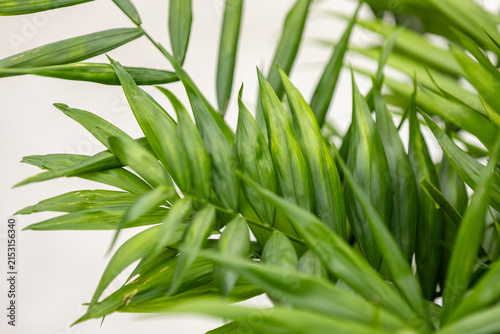 Cuadro en lienzo Close-up of lush green Chamaedorea elegans parlor palm leaves, showcasing delicate pinnate foliage and a natural tropical botanical texture