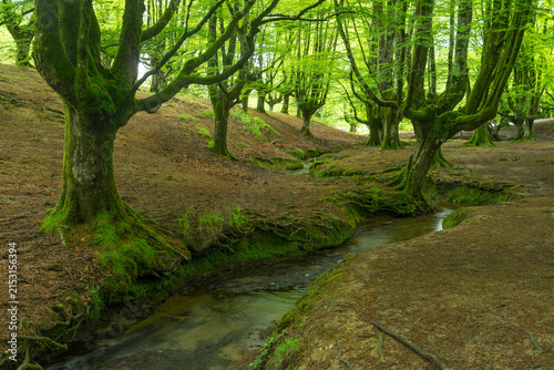 Mossy Beech Forest and Stream in Otxarreta, Basque Country, Spain