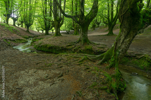 Mossy Beech Forest and Stream in Otxarreta, Basque Country, Spain