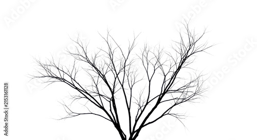 Silhouette of a bare tree branches against a gray background, symbolizing winter or dormancy in nature.