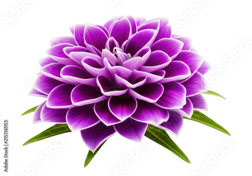 Vibrant purple dahlia flower with delicate petals and green leaves, representing beauty and elegance in nature.
