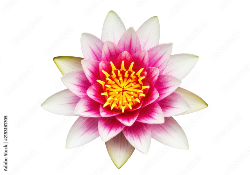 Obraz premium Vibrant pink and white water lily flower with yellow stamen, isolated on transparent background, symbolizing purity and beauty.