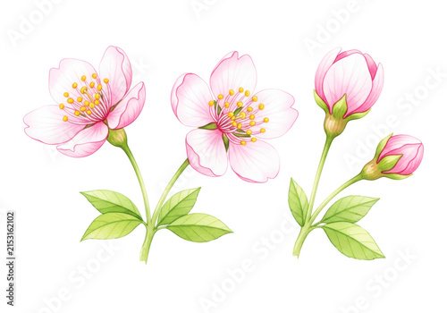 Pink cherry blossoms and buds on branches with green leaves, isolated on transparent background, ideal for spring and floral designs.