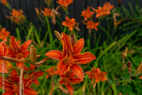 Orange tawny daylily Hemerocallis fulva blooms with open trumpet-shaped flowers and unopened buds covered in fresh water droplets. Popular hardy ornamental perennial creates vivid summer color in resi