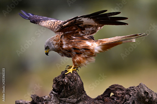 Rotmilan, Roter Milan // Red Kite (Milvus milvus) - Nationalpark Monfragüe, Extremadura, Spanien