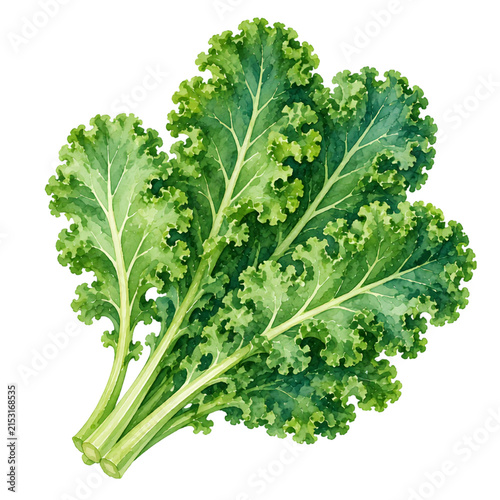 Watercolor Kale Illustration with Fresh Curly Green Leaves