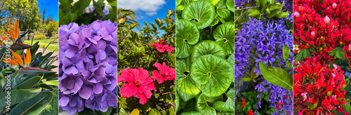 Collage of tropical flowers. Close-up. Nature background.
