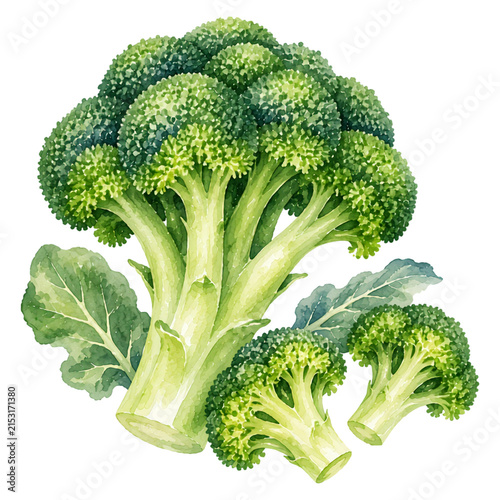 Watercolor Broccoli Illustration with Fresh Green Florets and Leaves