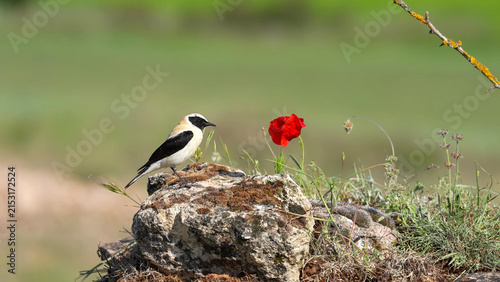 Canvastavla Black-eared Wheatear Perched on Rock Beside Red Poppy, Segovia