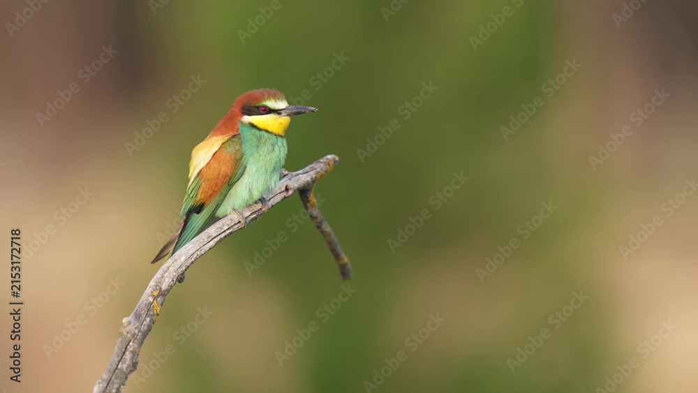 Obraz premium European Bee-eater Perched on Dead Branch with Soft Bokeh Background
