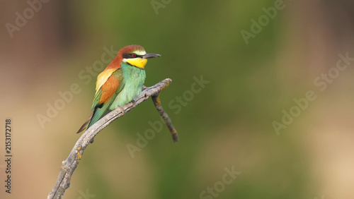 Obraz na plátně European Bee-eater Perched on Dead Branch with Soft Bokeh Background
