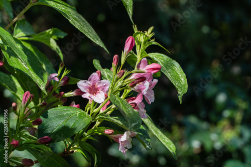 Pinkish-red Weigela hybrida Rosea flowers form an elegant arch. Light shines through glossy leaves, making them glow. New buds promise more blooms.