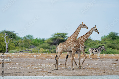 Canvas Print Giraffe hanging around at a waterhole in the very dry and desolate Etosha Nation