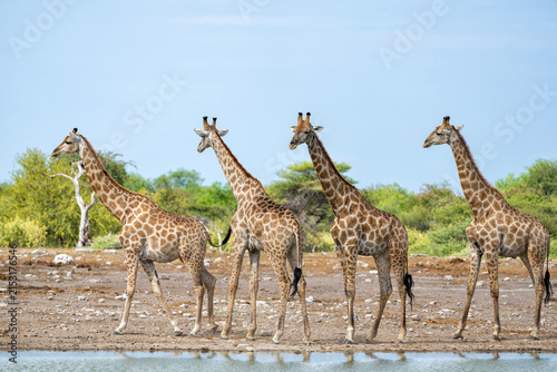 Photography Giraffe hanging around at a waterhole in the very dry and desolate Etosha Nation