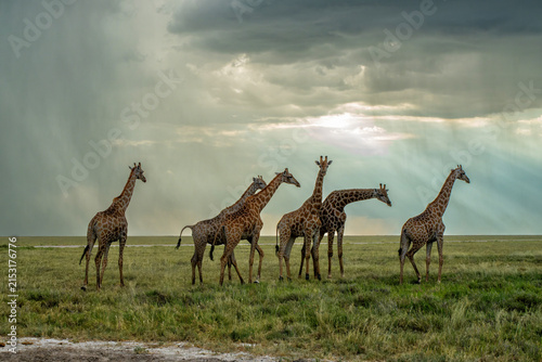 Canvas Print Tower of giraffe walking in a thunderstorm in the late hot summer in Etosha Nati