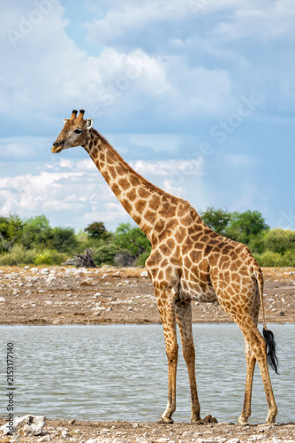 Photography Giraffe hanging around at a waterhole in the very dry and desolate Etosha Nation
