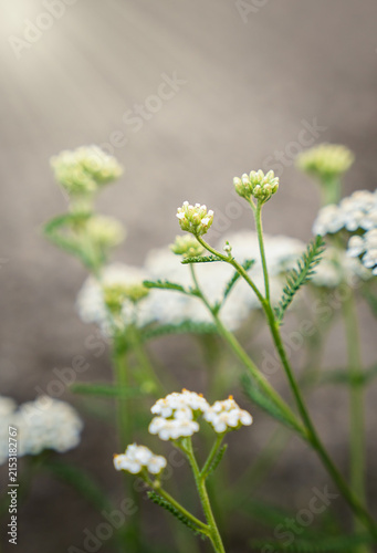 Delicate wildflower buds illuminated by soft morning sun rays creating a peaceful natural background for wellness, botanical and seasonal designs. Selective focus.