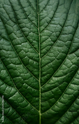 Detailed macro close up of a green leaf texture with visible veins and natural pattern. Organic botanical background for eco and nature themed designs. Selective focus.