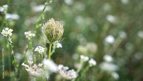 Wild carrot flower bud surrounded by meadow blossoms with soft green bokeh. Natural summer background. Copy space. Selective focus.