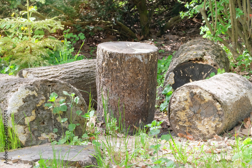 Wooden stumps are used for sitting outdoors. Natural texture. Tree stump in green park on a sunny day. Cut tree.